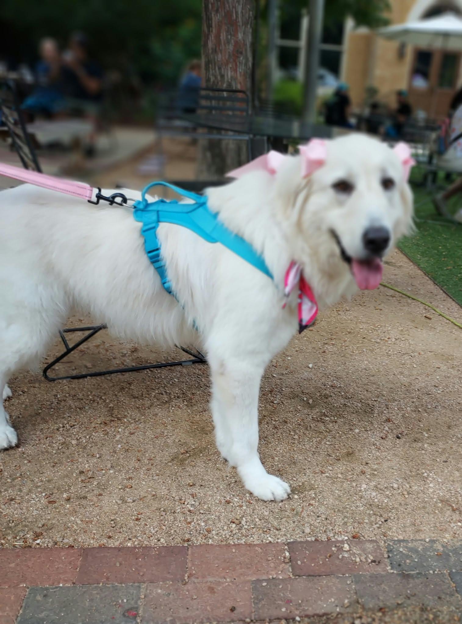 Enlarge Seluna SAT, a Adoptable Great Pyrenees in Saint Jo, TX image 2/6
