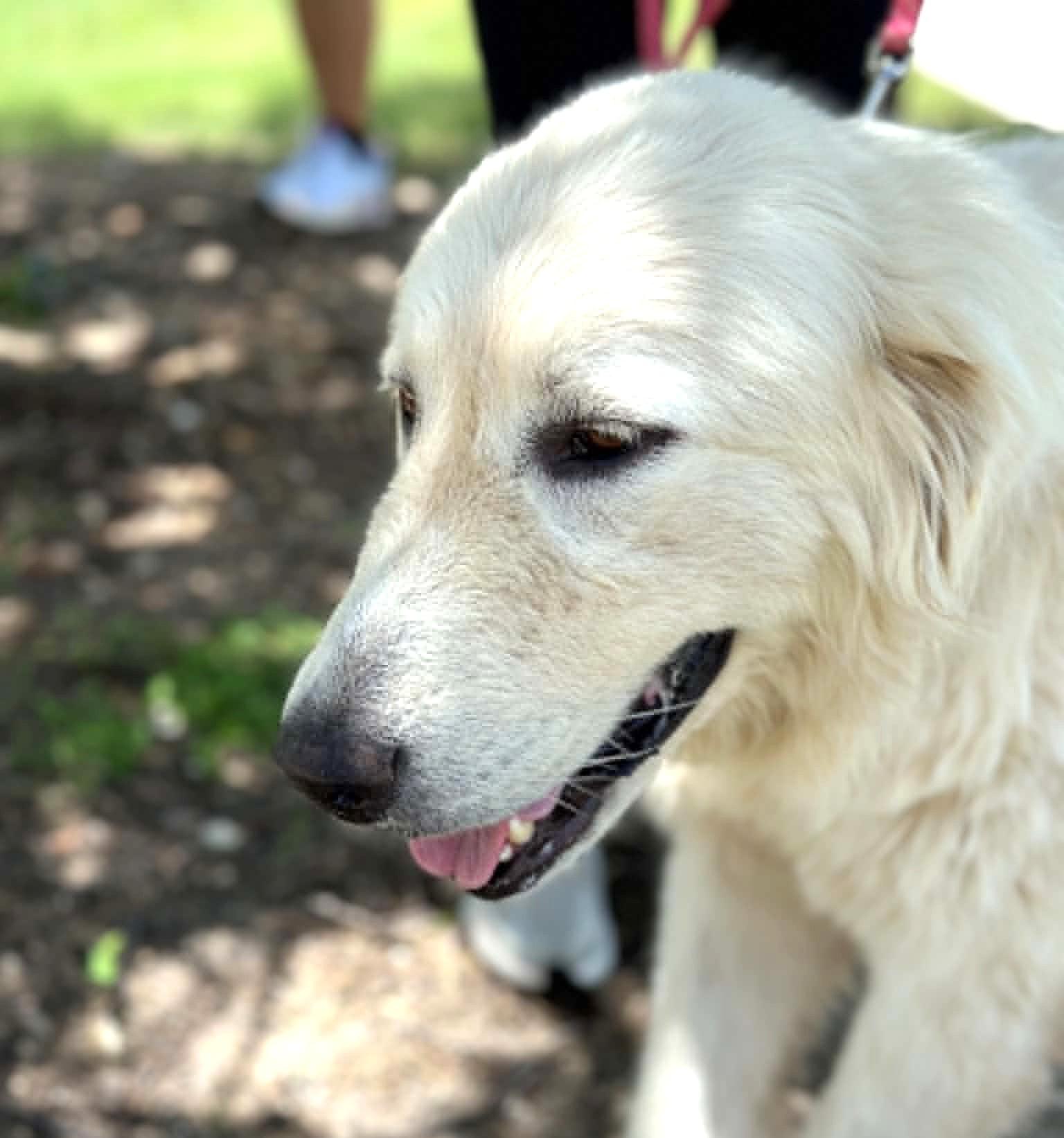 Enlarge Seluna SAT, a Adoptable Great Pyrenees in Quinlan, TX image 2/6