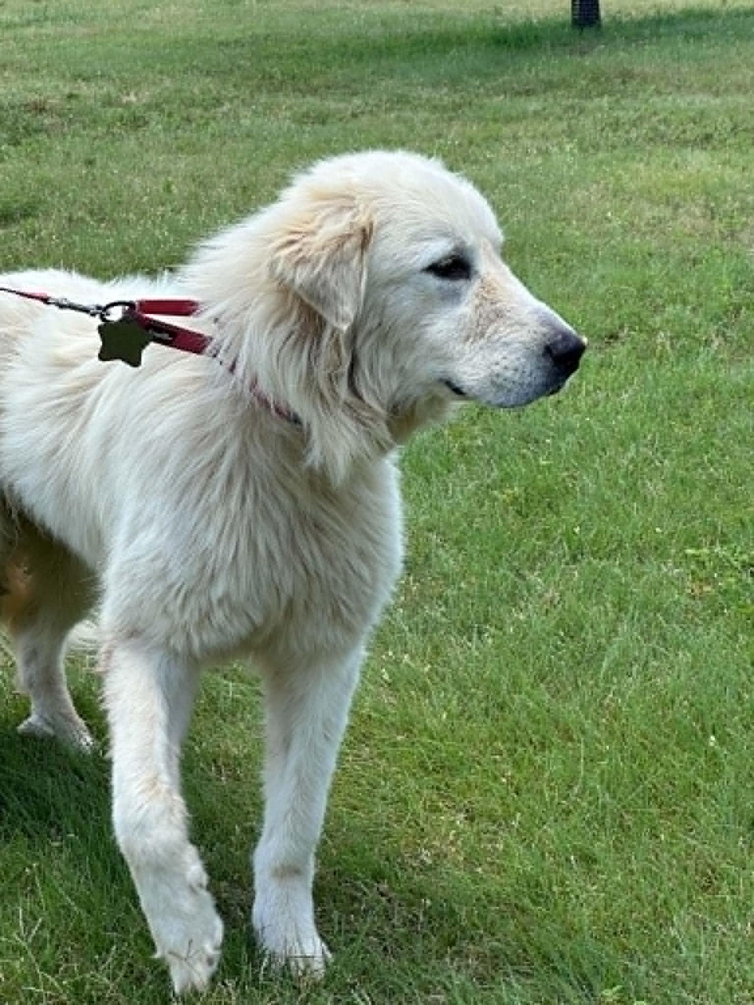 Enlarge Seluna SAT, a Adoptable Great Pyrenees in Quinlan, TX image 3/6