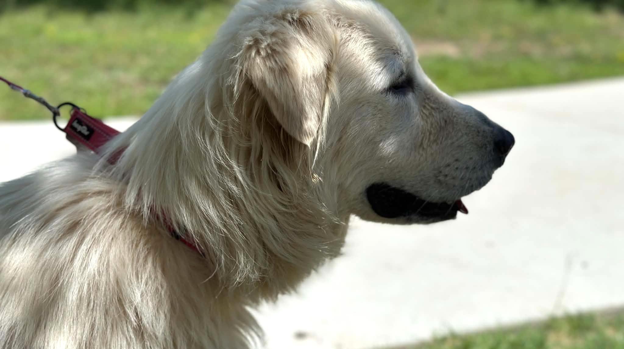 Enlarge Seluna SAT, a Adoptable Great Pyrenees in Quinlan, TX image 4/6