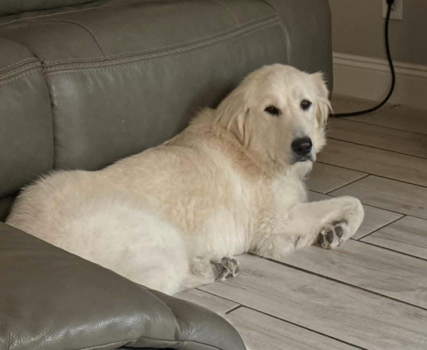 Enlarge Seluna SAT, a Adoptable Great Pyrenees in Saint Jo, TX image 3/6