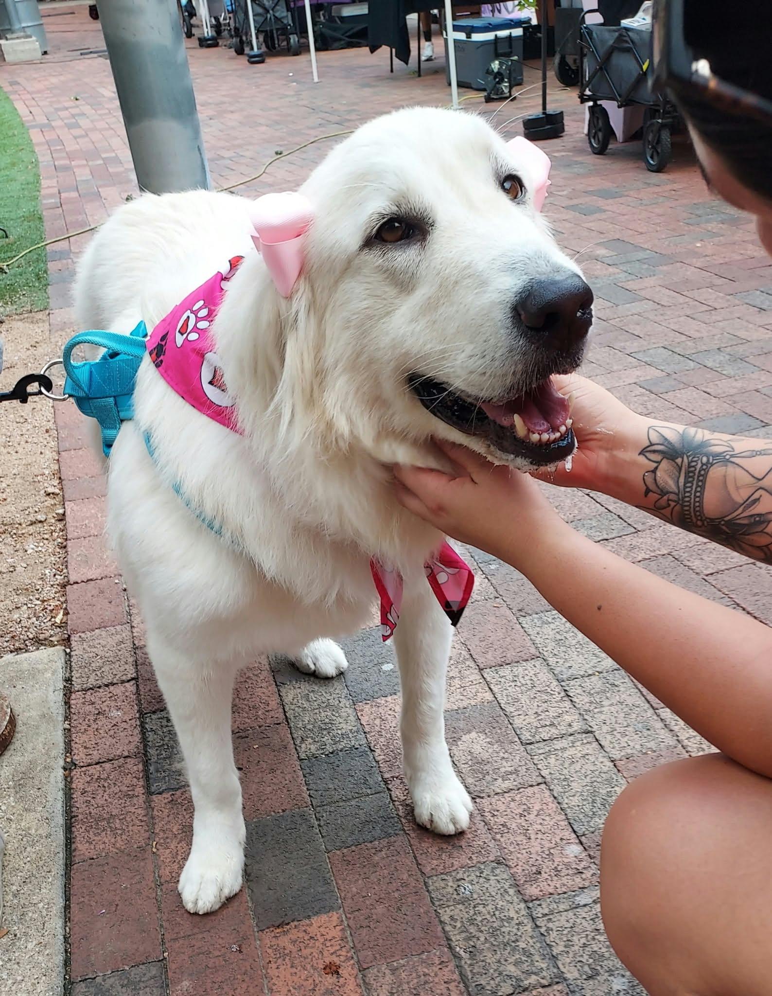Enlarge Seluna SAT, a Adoptable Great Pyrenees in Saint Jo, TX image 4/6