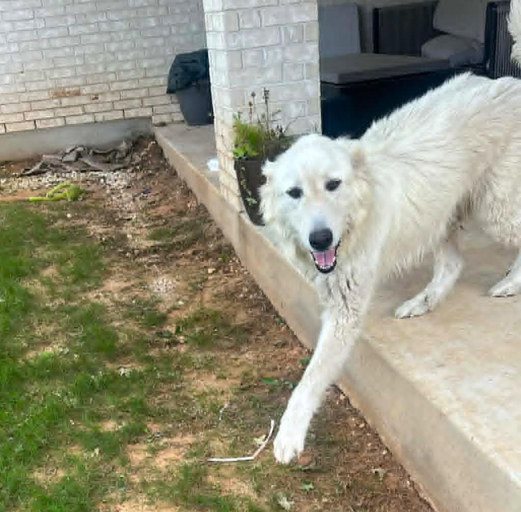 Enlarge Seluna SAT, a Adoptable Great Pyrenees in Quinlan, TX image 5/6
