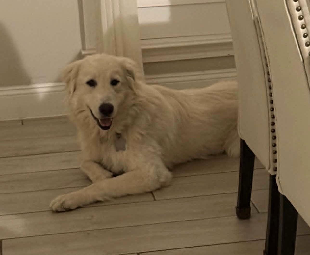Enlarge Seluna SAT, a Adoptable Great Pyrenees in Saint Jo, TX image 5/6