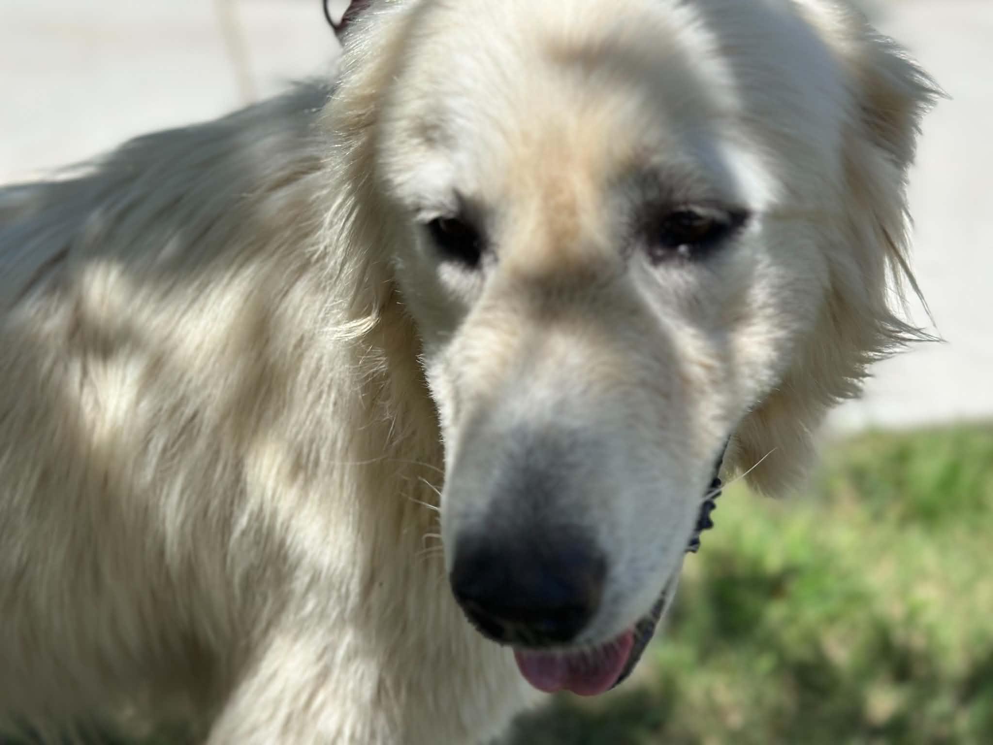 Enlarge Seluna SAT, a Adoptable Great Pyrenees in Quinlan, TX image 6/6