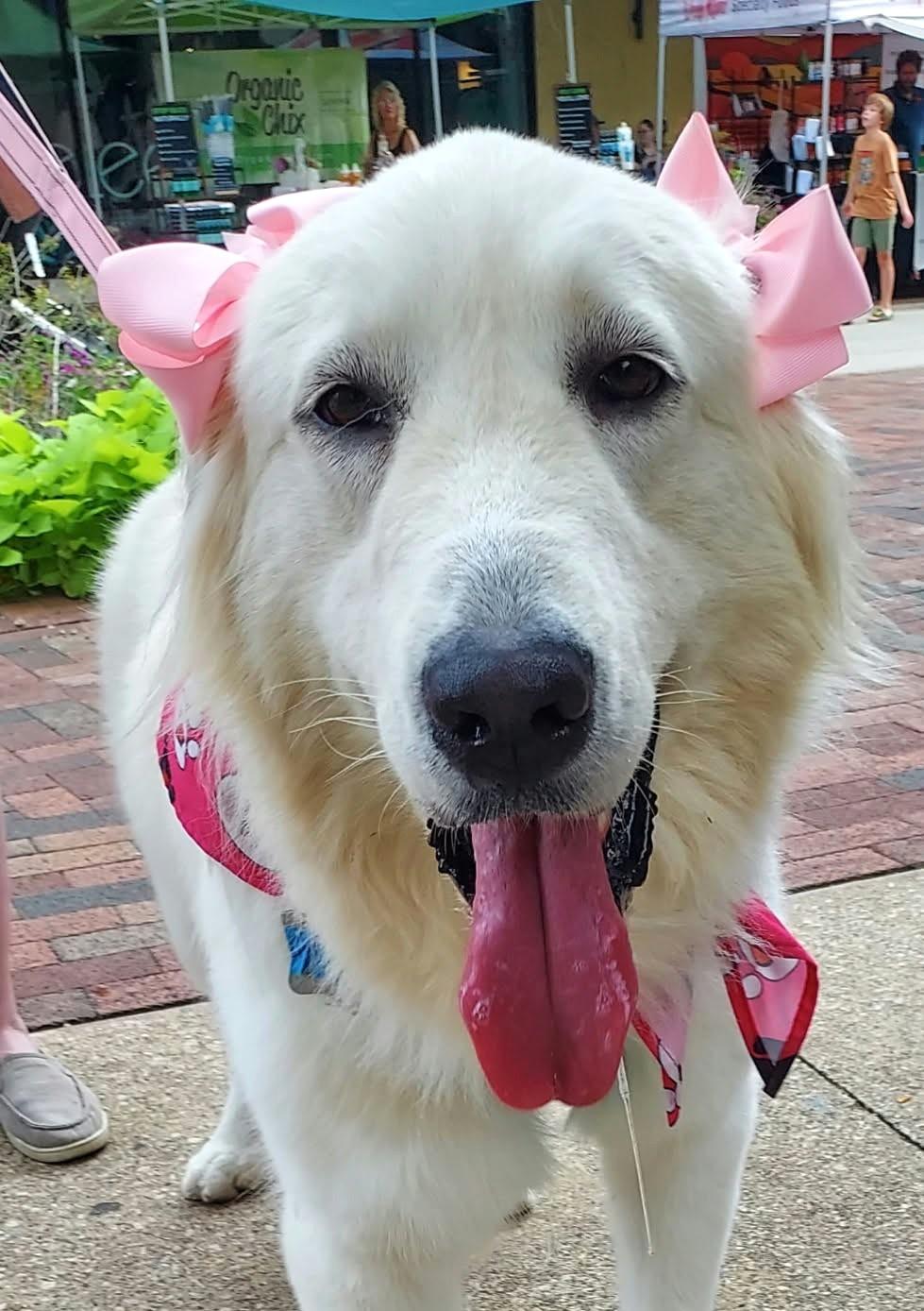 Enlarge Seluna SAT, a Adoptable Great Pyrenees in Saint Jo, TX image 6/6