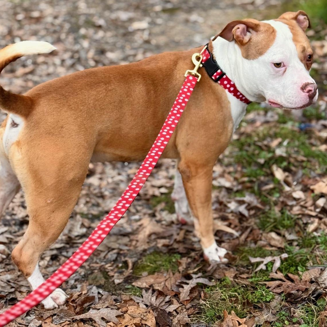 Ash, a ADOPTABLE mixed breed in Indian Mound, TN image 4/6