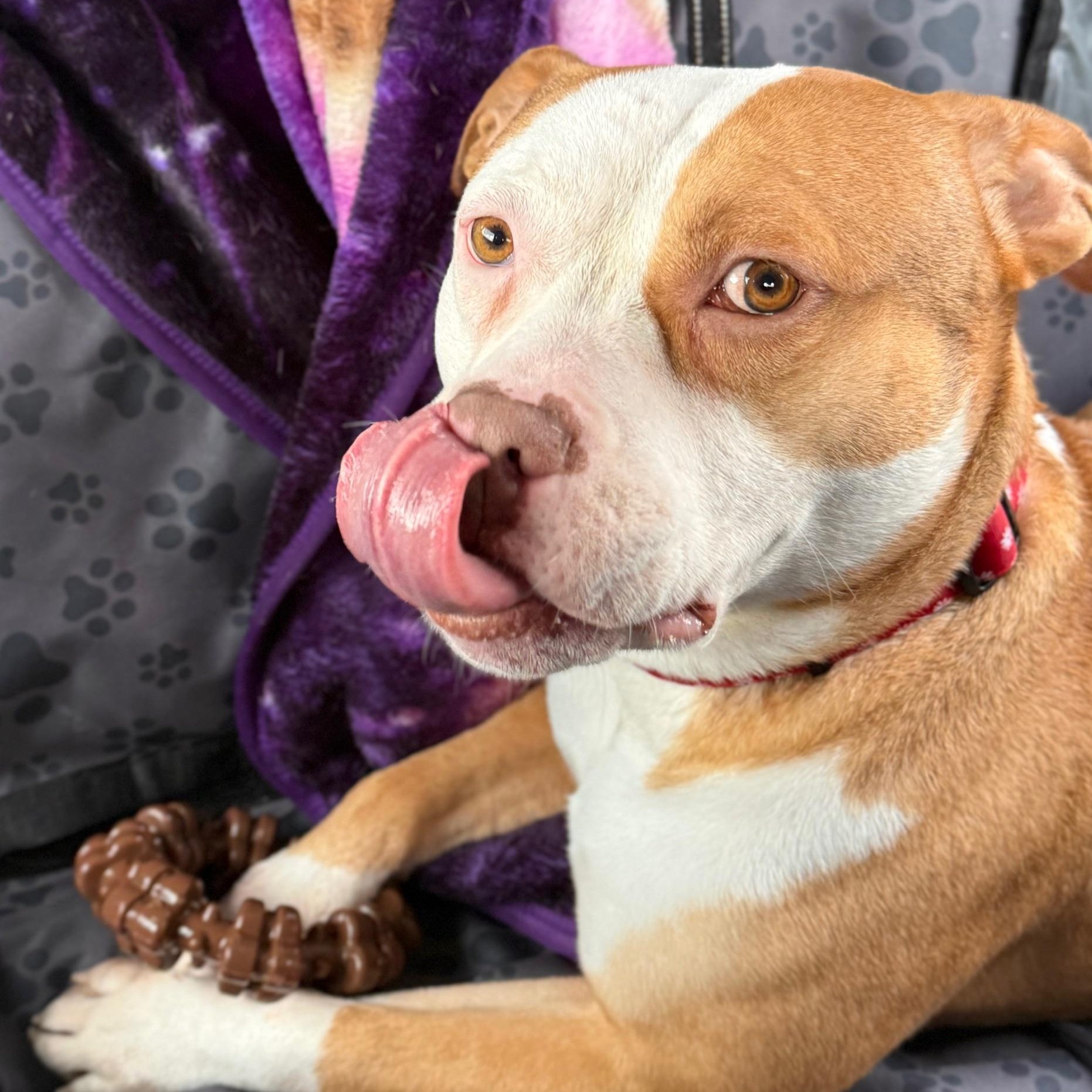 Ash, a ADOPTABLE mixed breed in Indian Mound, TN image 1/6