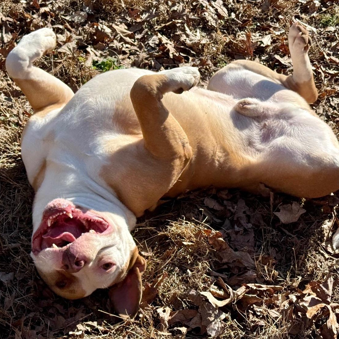 Ash, a ADOPTABLE mixed breed in Indian Mound, TN image 2/6