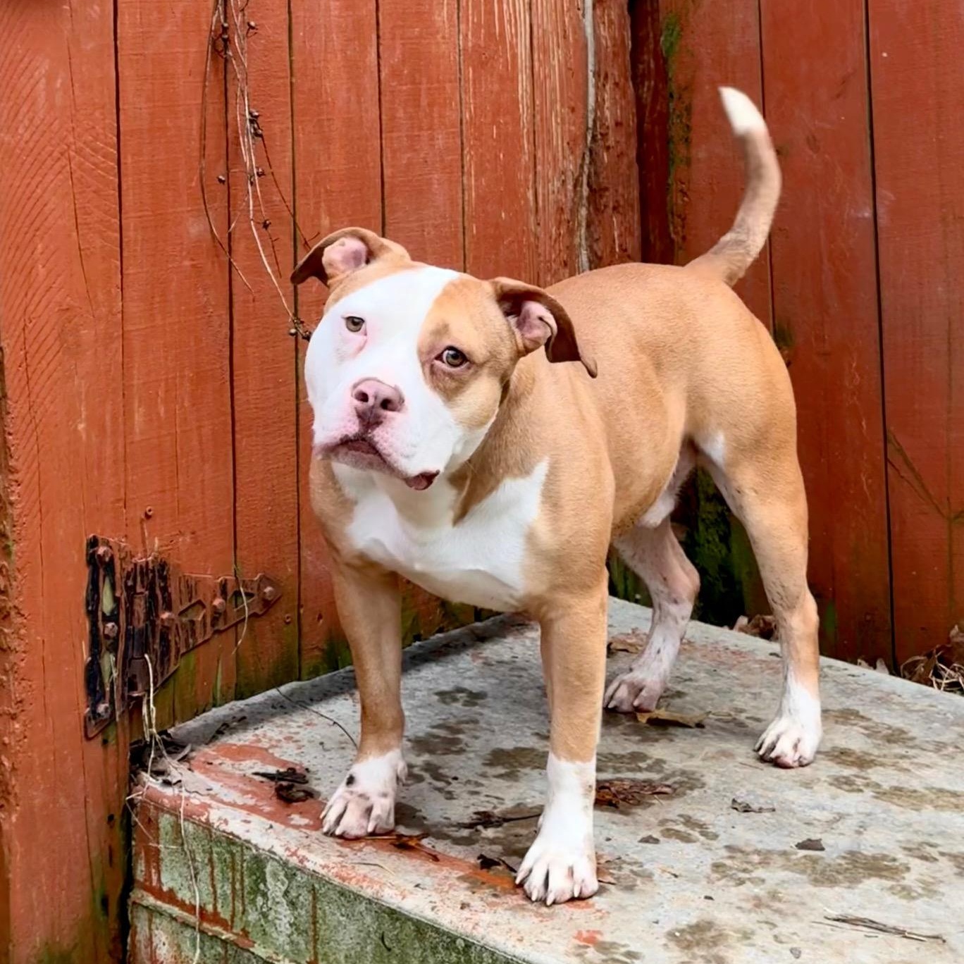 Ash, a ADOPTABLE mixed breed in Indian Mound, TN image 5/6