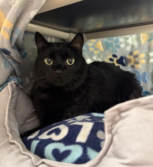 Enlarge Cairo, a Adoptable mixed breed in Great Falls, MT image 1/1