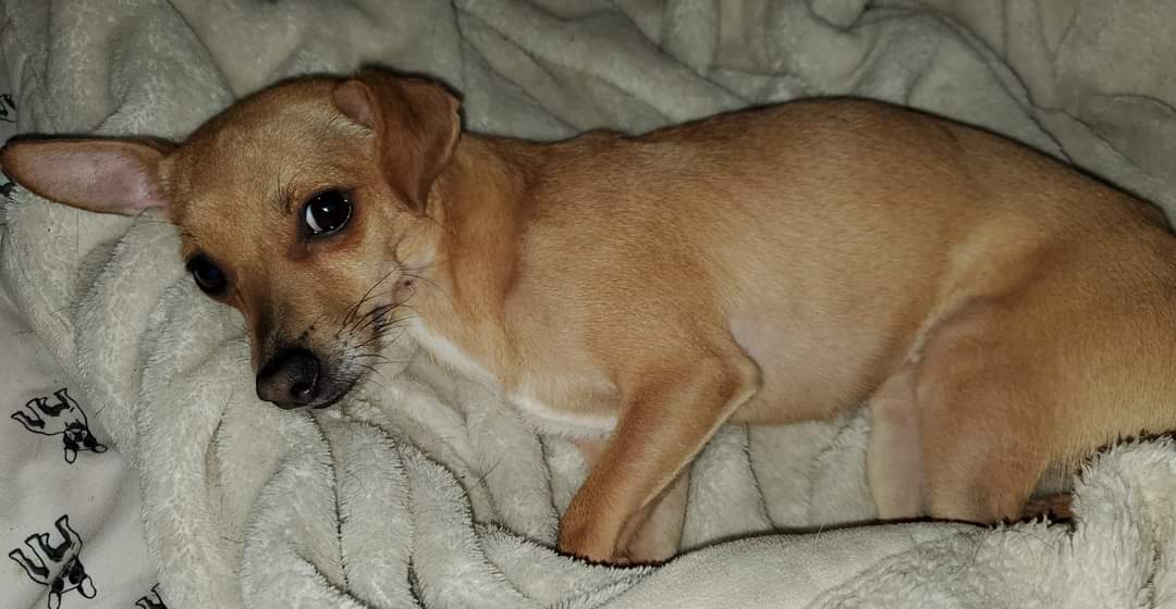 Lula, a Adopted mixed breed in Selma, CA image 3/4