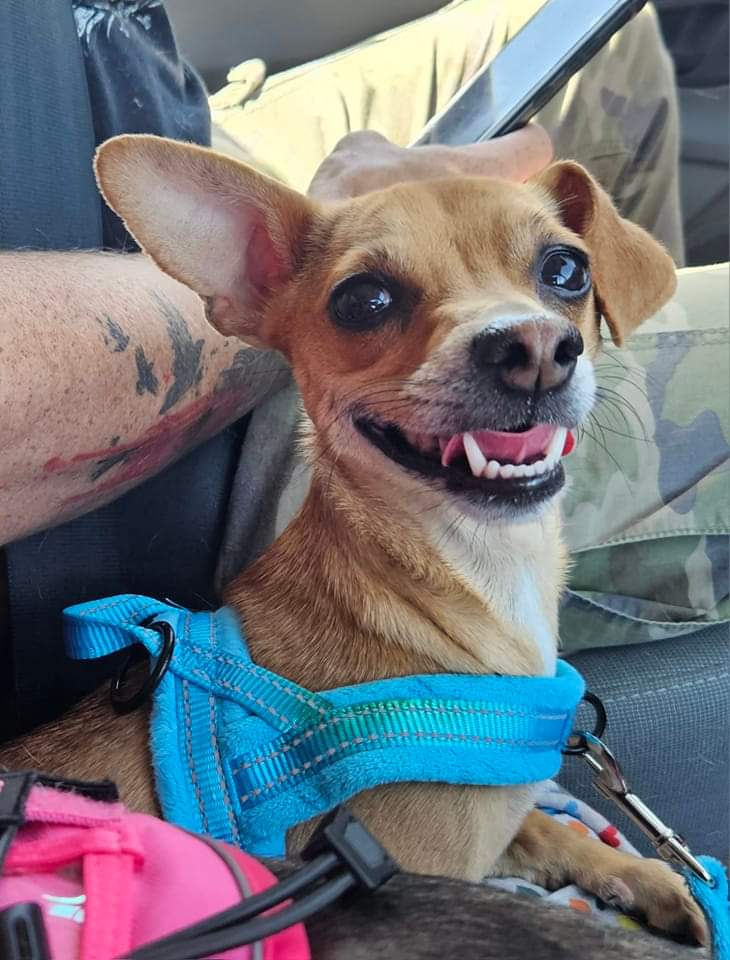 Lula, Adopted, Adult Female Chihuahua & Terrier.