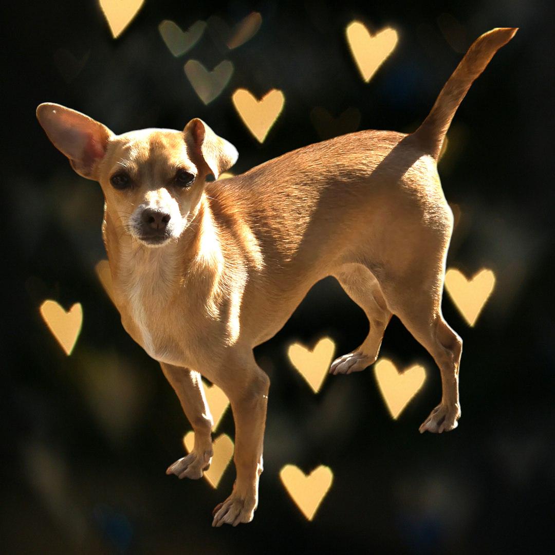 Lula, a Adopted mixed breed in Selma, CA image 2/4