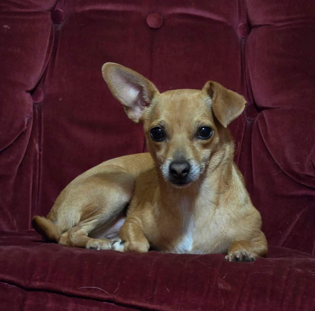 Lula, a Adopted mixed breed in Selma, CA image 4/4