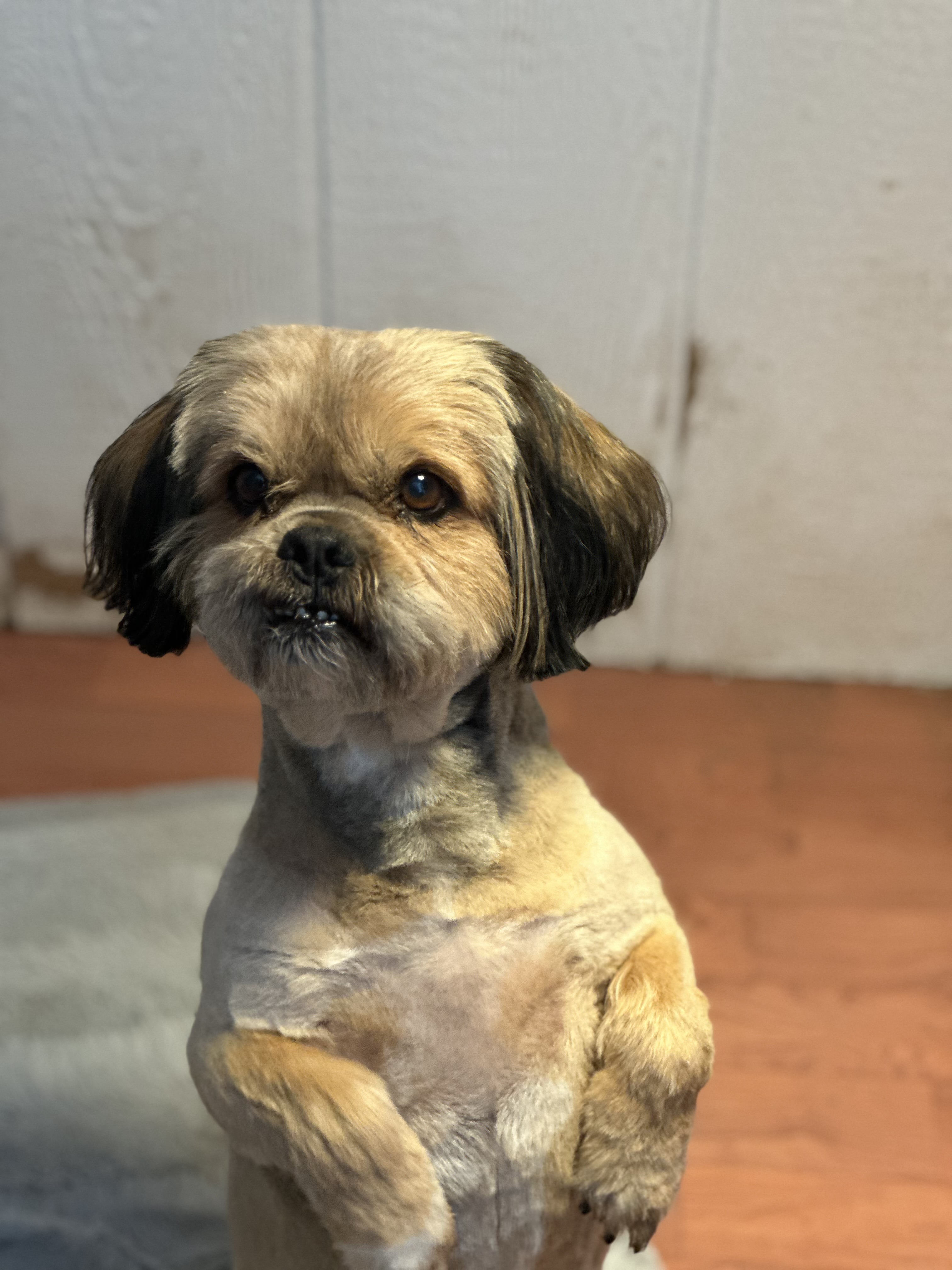 Dog for adoption Roscoe, a Shih Tzu in Lubbock, TX Petfinder
