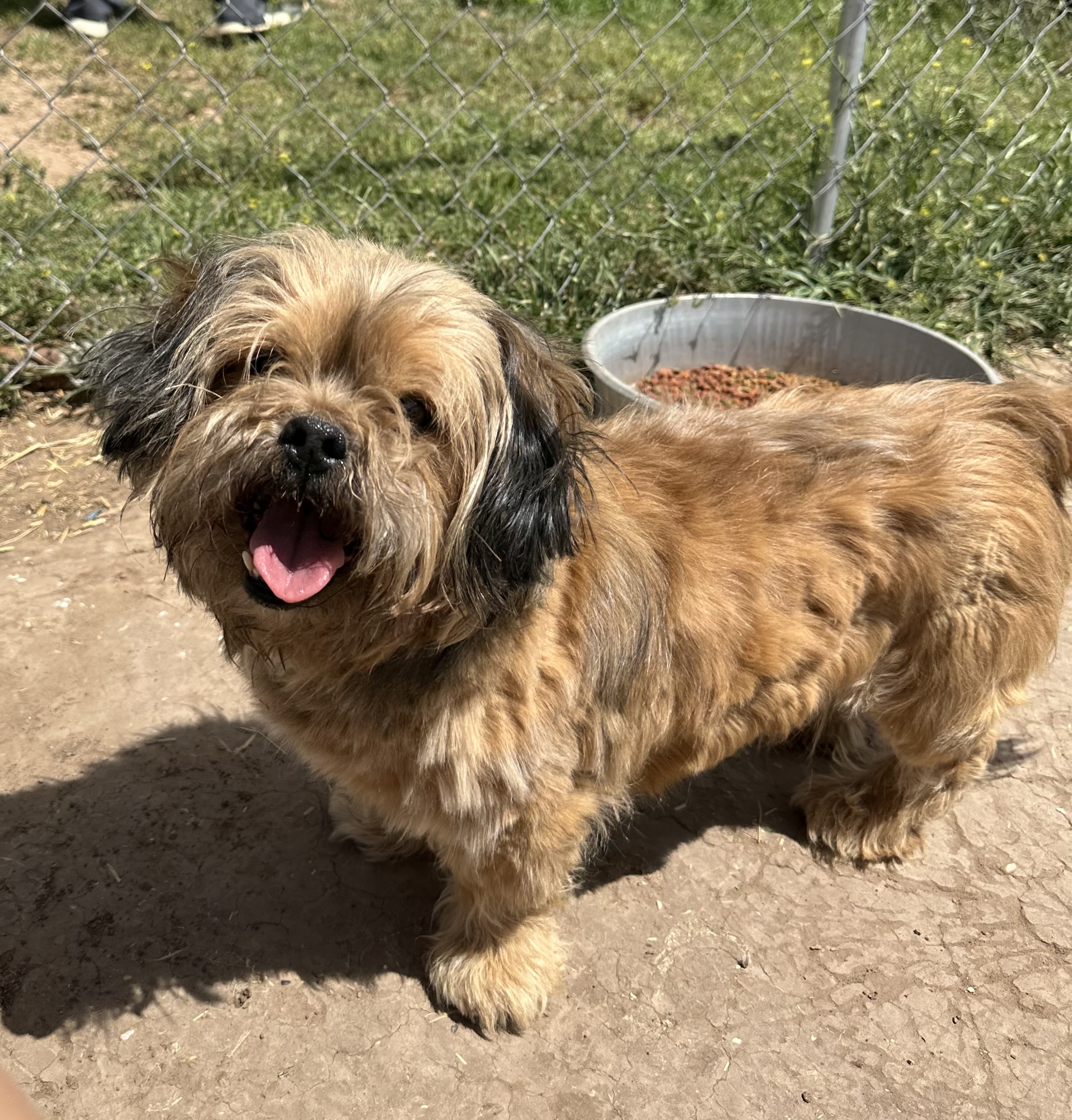 Dog for adoption Roscoe, a Shih Tzu in Lubbock, TX Petfinder