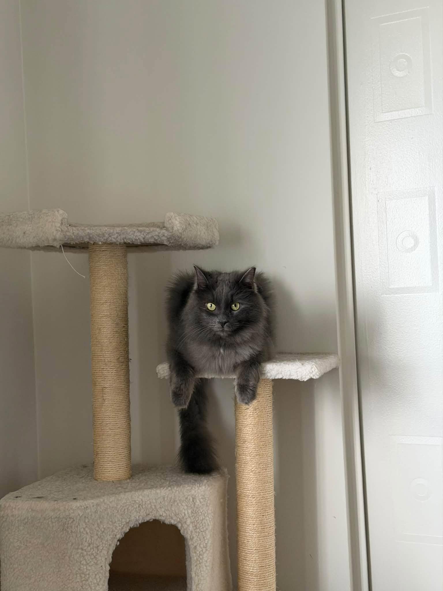 Enlarge Dilly, a Adoptable Domestic Long Hair in Rochester, NY image 2/6