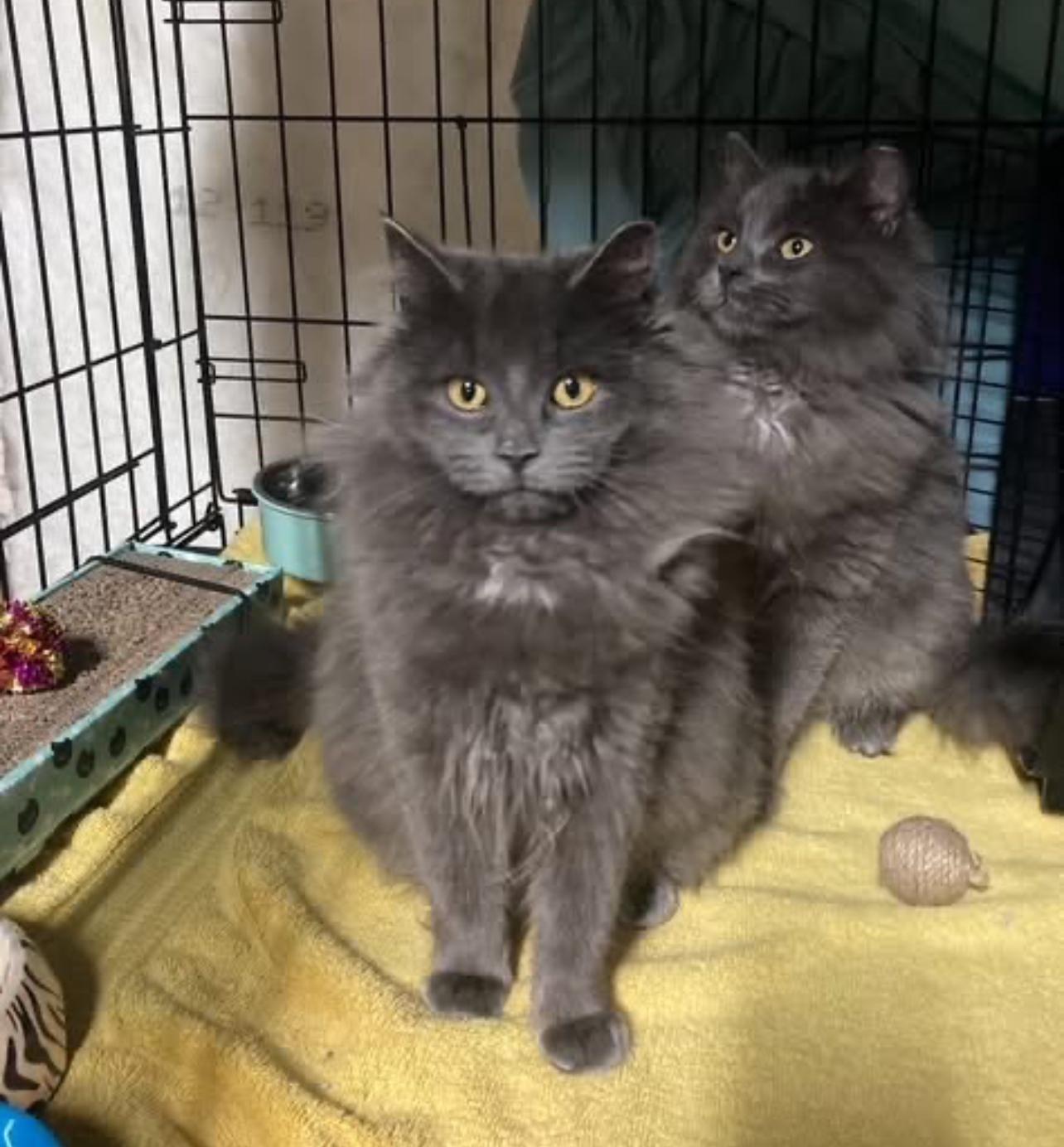 Enlarge Dally, a Adoptable Domestic Long Hair in Rochester, NY image 1/1