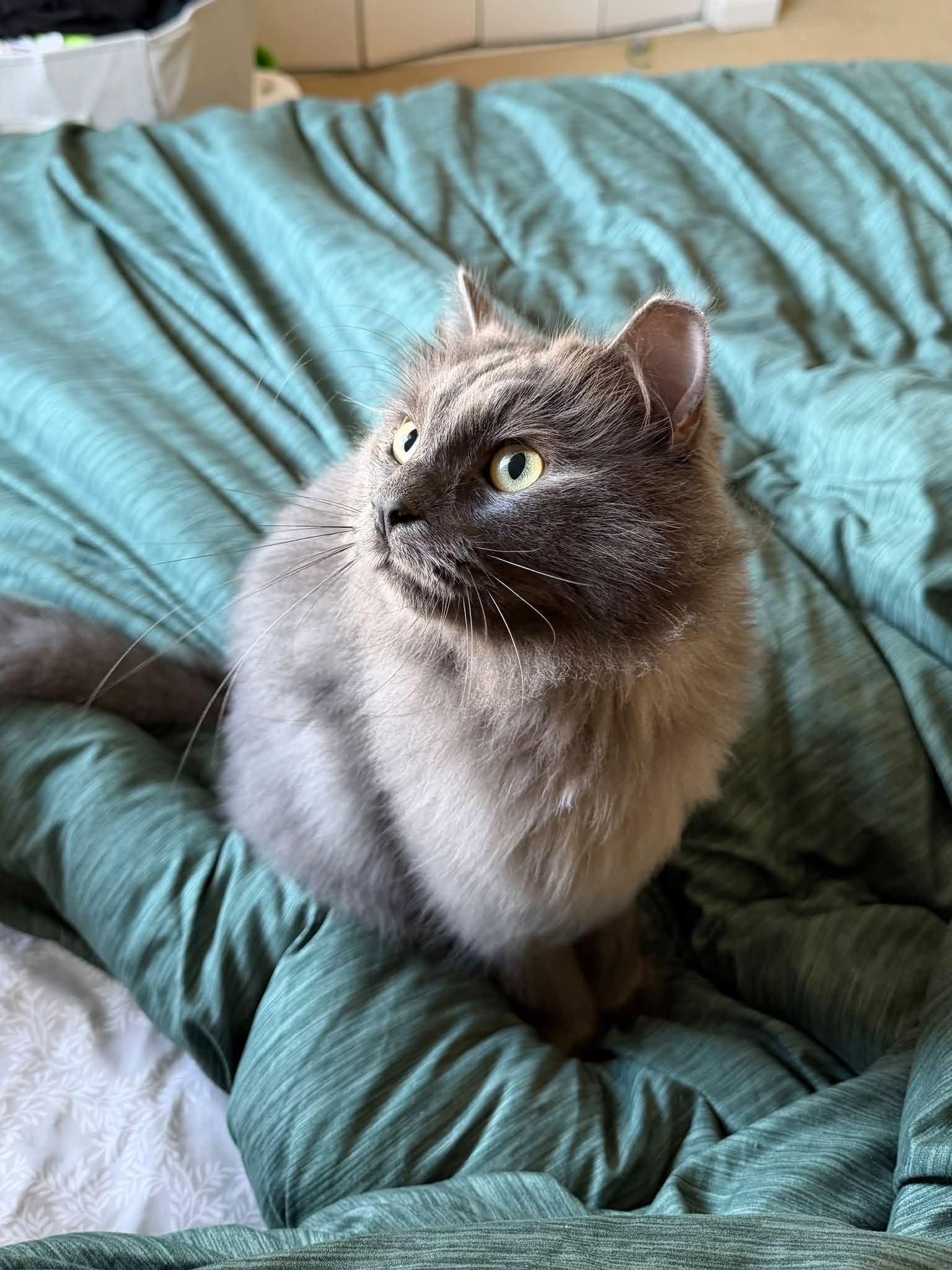 Dilly, Adoptable, Adult Male Domestic Long Hair.