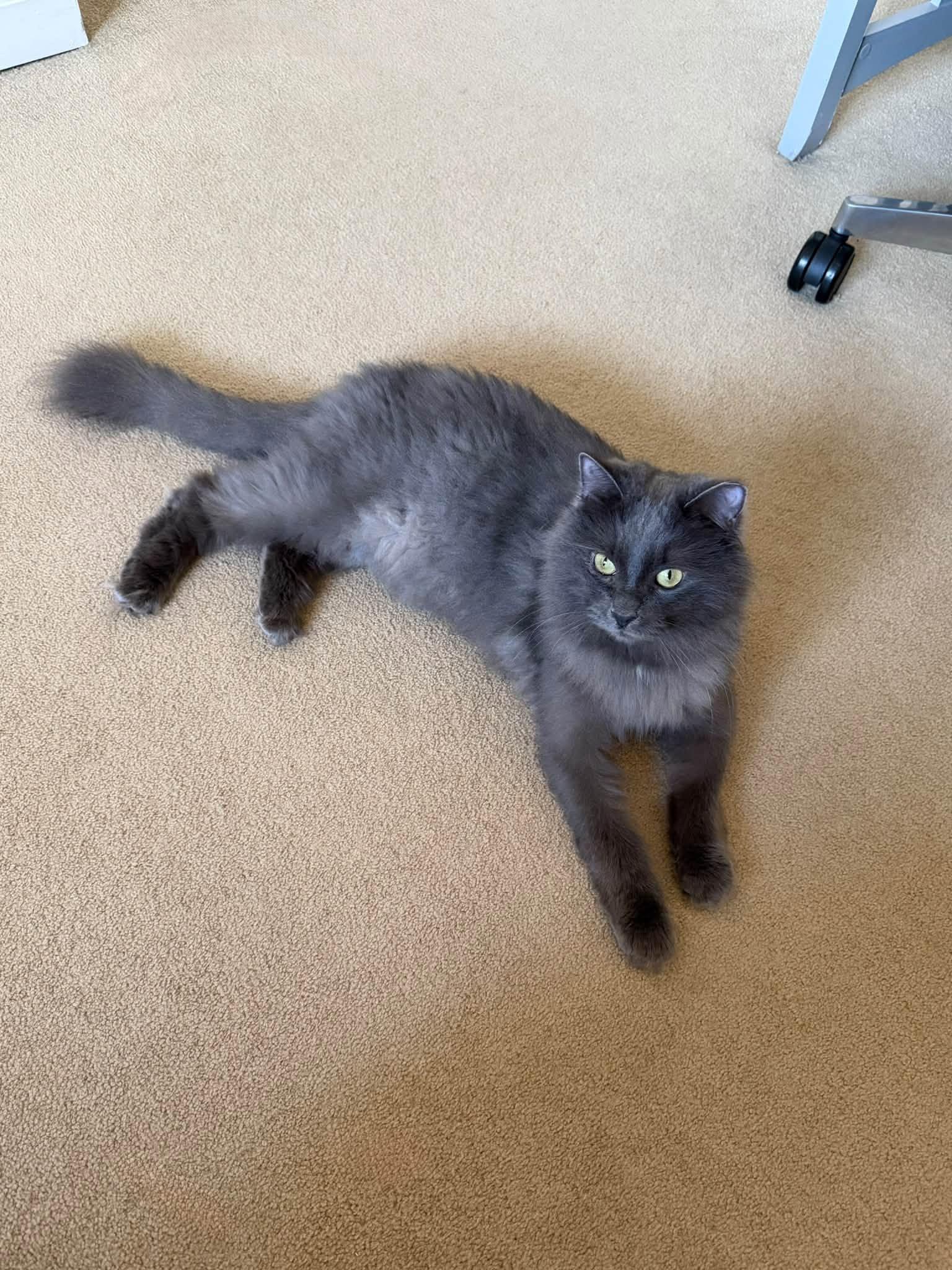 Enlarge Dilly, a Adoptable Domestic Long Hair in Rochester, NY image 3/6
