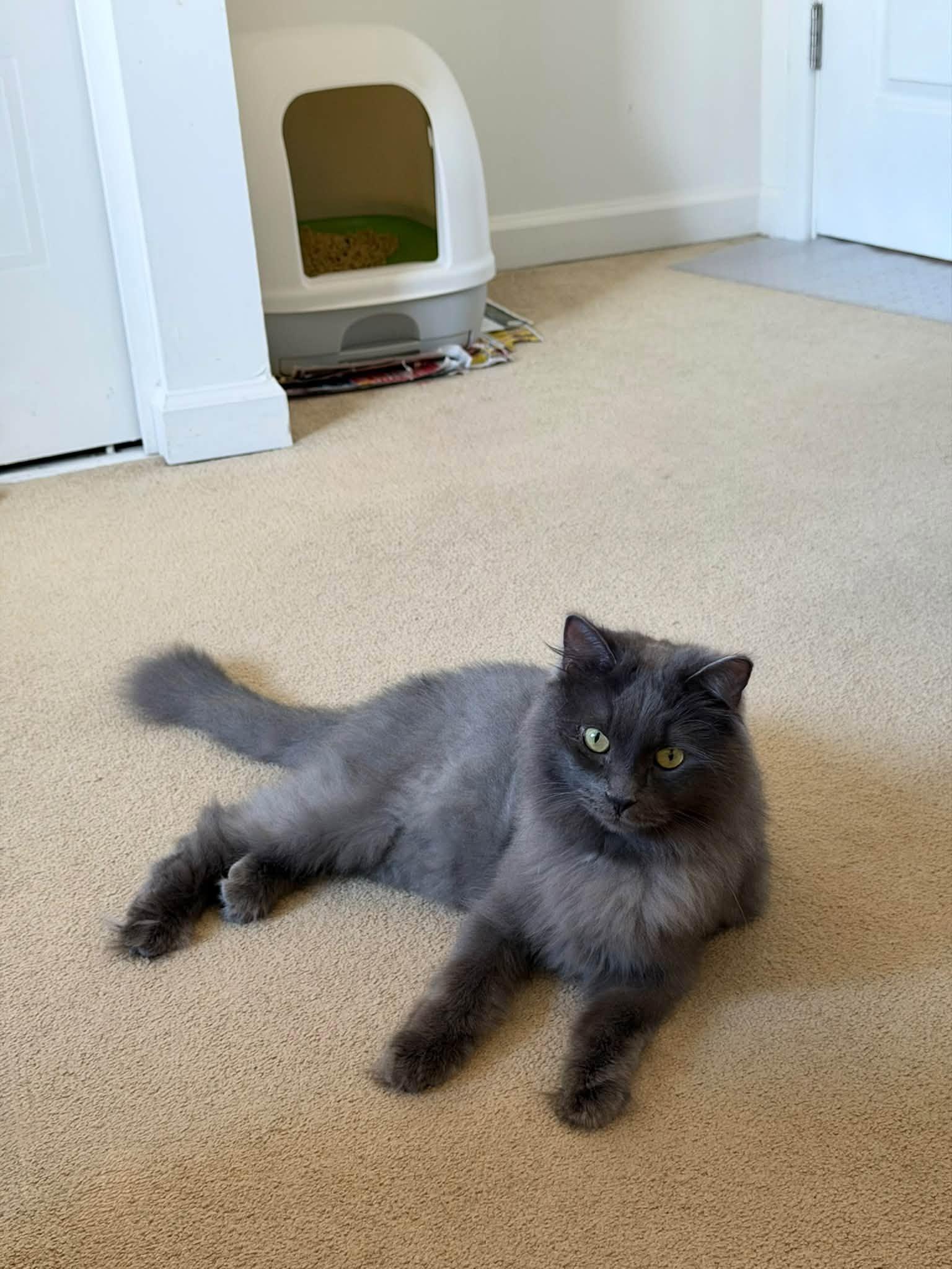 Enlarge Dilly, a Adoptable Domestic Long Hair in Rochester, NY image 4/6