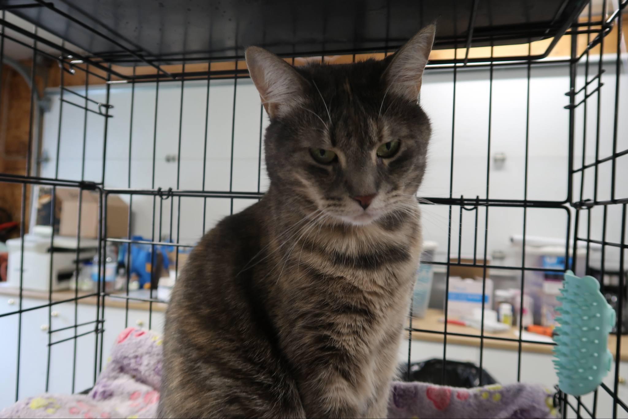Skyla, Adult Female unknown