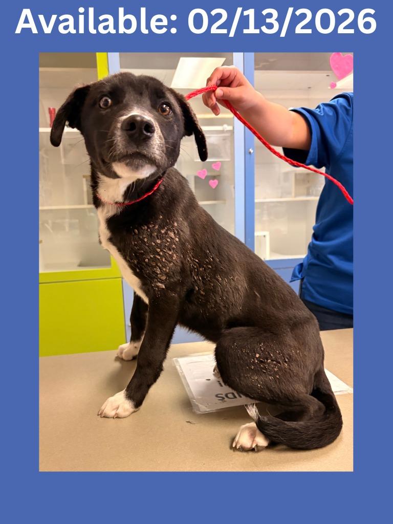 Dog Kennel #1, Adoptable, Puppy Male Labrador Retriever & Mixed Breed.