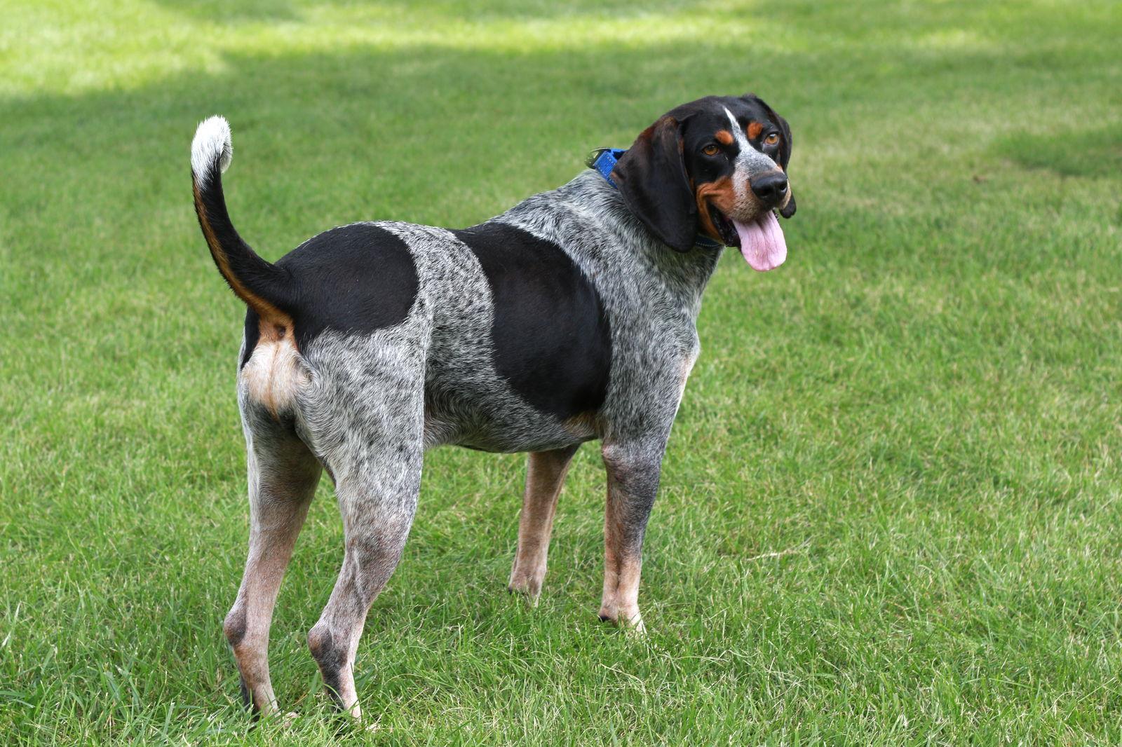 Russ, Adoptable, Senior Male Bluetick Coonhound.