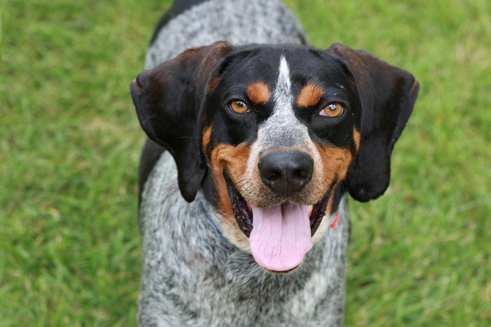 Russ, a Adoptable Bluetick Coonhound in Mankato, MN image 2/3