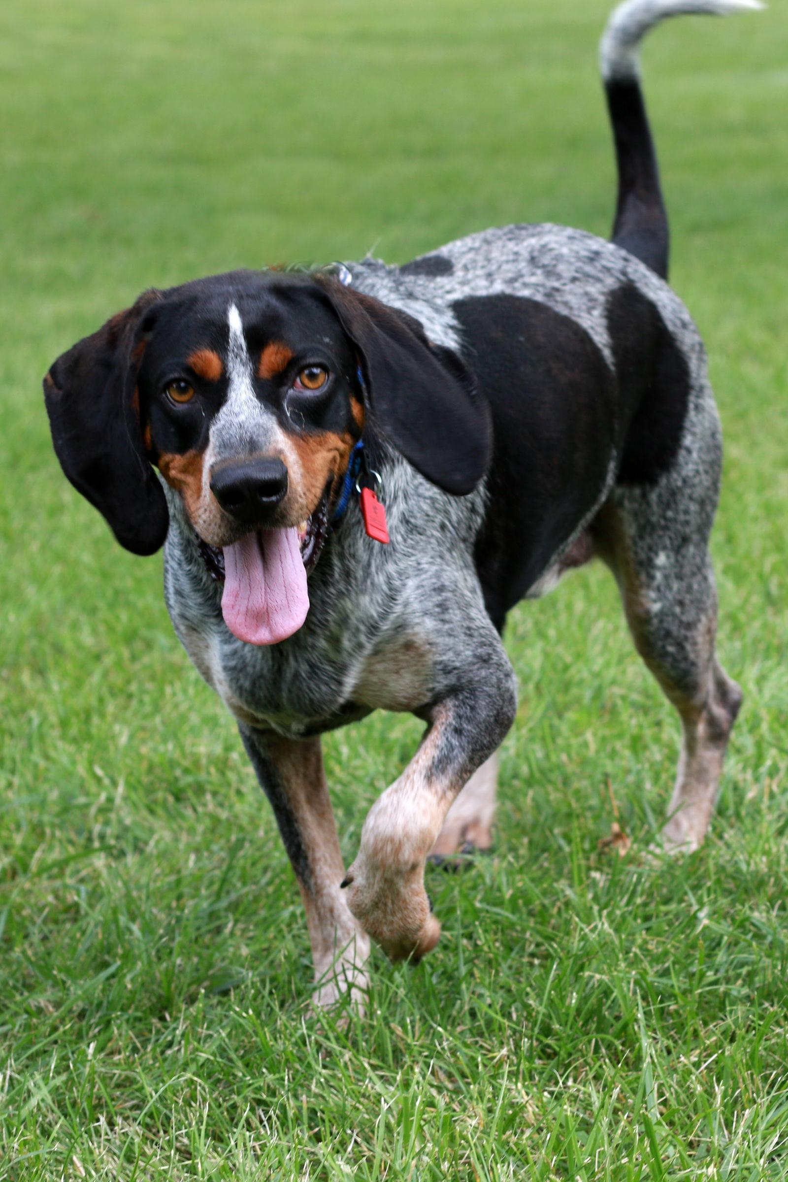 Russ, a Adoptable Bluetick Coonhound in Mankato, MN image 3/3