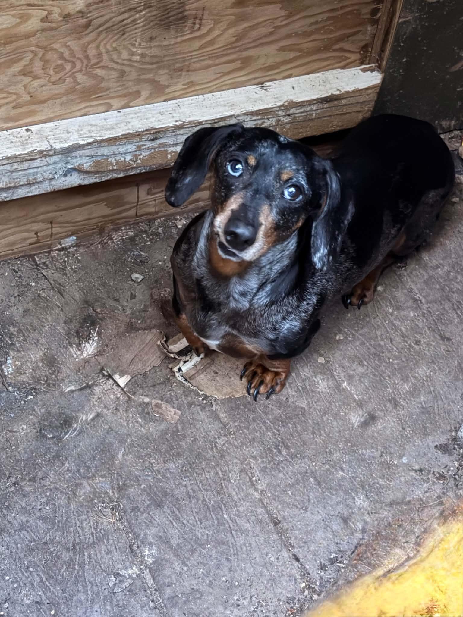 Enlarge Hondo & Bleu, a ADOPTABLE Dachshund in Hoopa, CA image 2/2