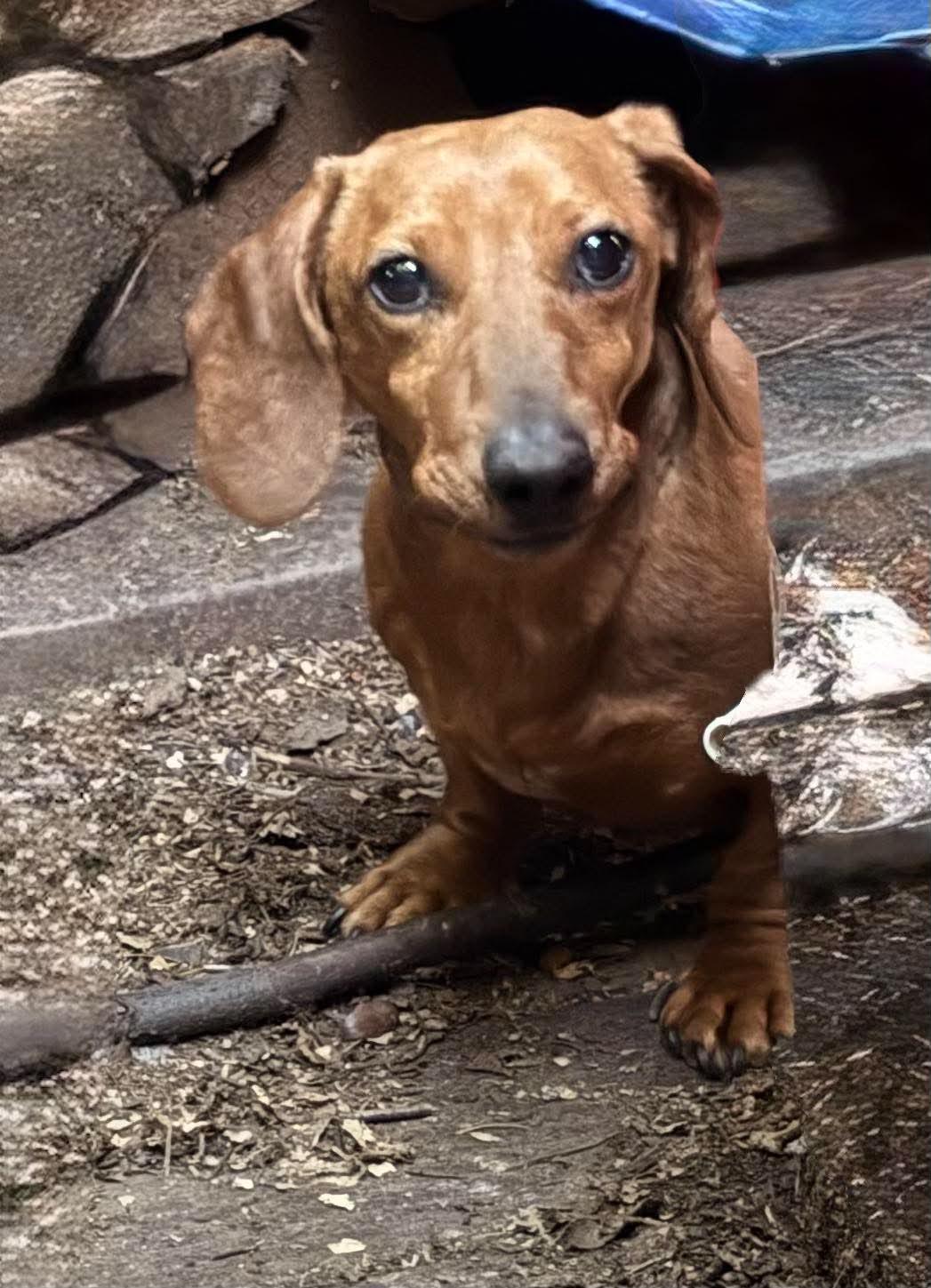 Hondo & Bleu, ADOPTABLE, Adult Male Dachshund.