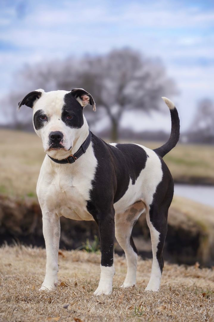 Nova