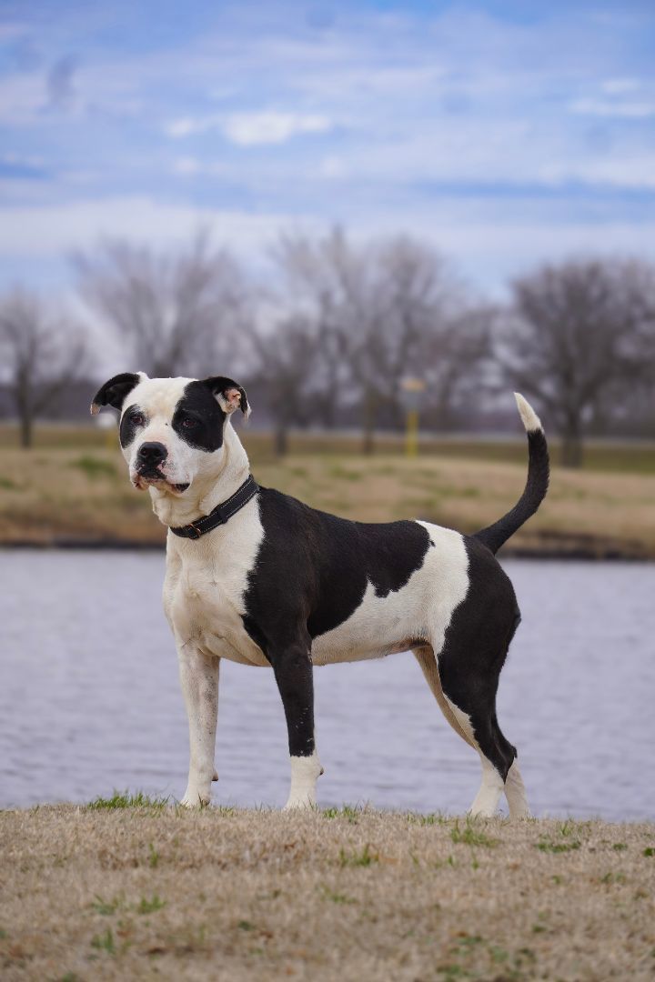 Nova, a Adoptable mixed breed in Tulsa, OK image 3/8