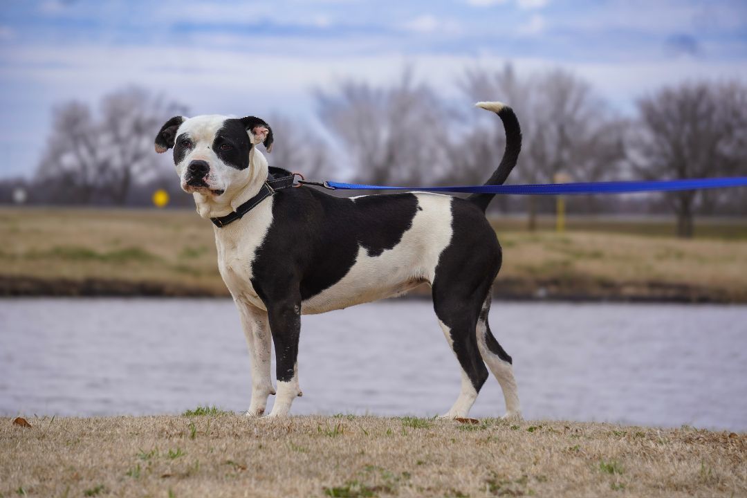 Nova, a Adoptable mixed breed in Tulsa, OK image 4/8