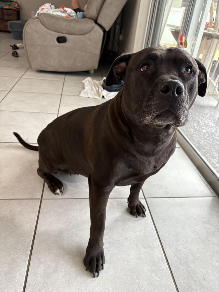 Enlarge Luna Moon, a Adoptable Pit Bull Terrier in Orlando, FL image 3/3