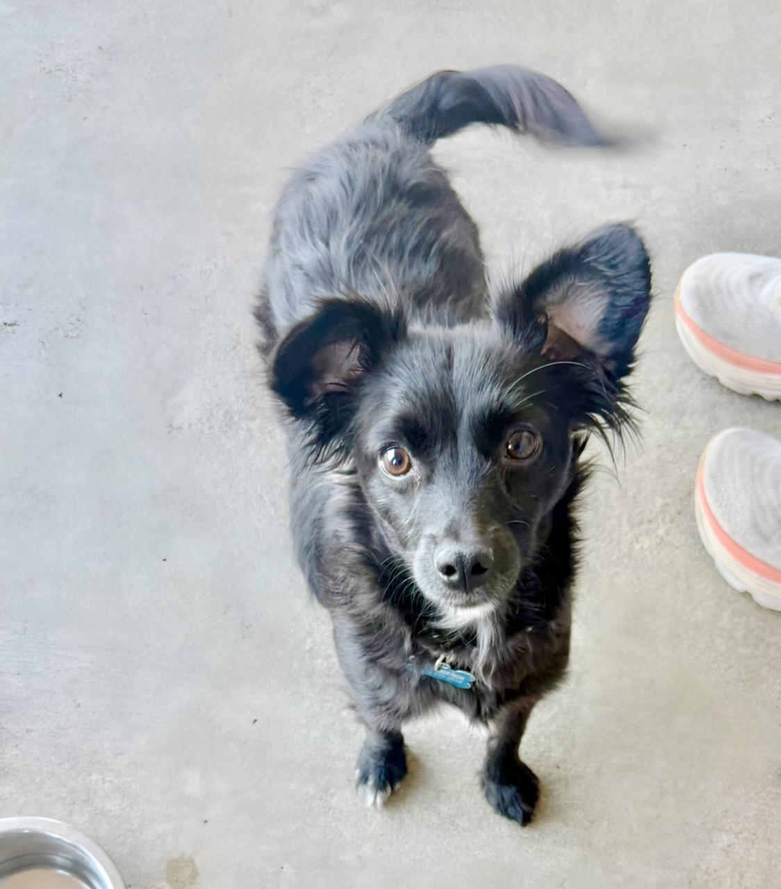 Enlarge Dede, an adopted Mixed Breed in San Diego, CA image 5/6