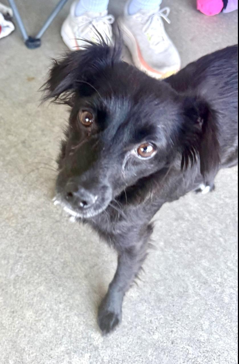 Enlarge Dede, an adopted Mixed Breed in San Diego, CA image 2/6