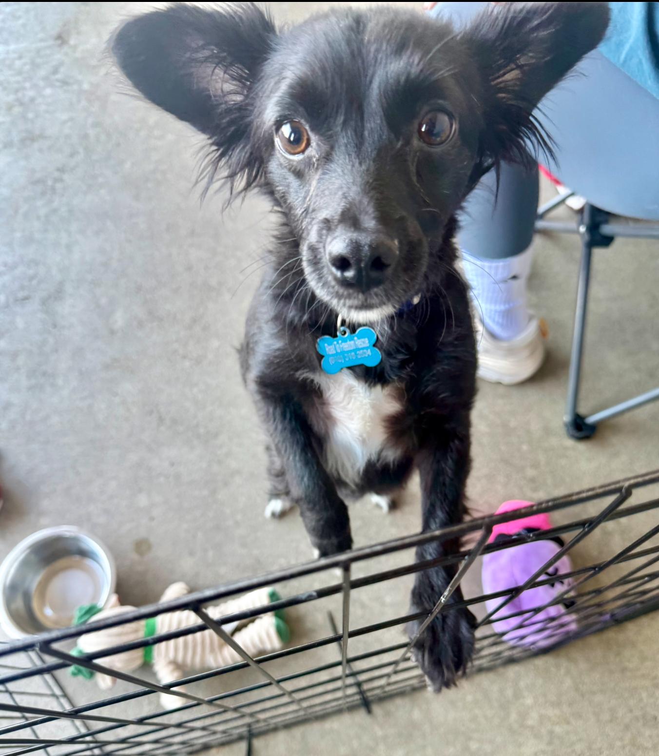 Enlarge Dede, an adopted Mixed Breed in San Diego, CA image 3/6