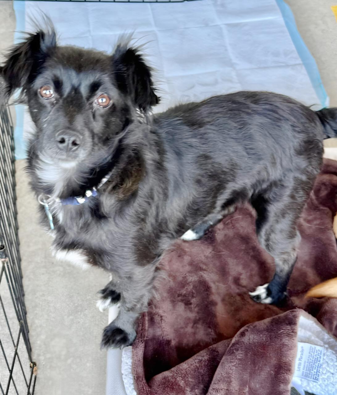 Enlarge Dede, an adopted Mixed Breed in San Diego, CA image 4/6