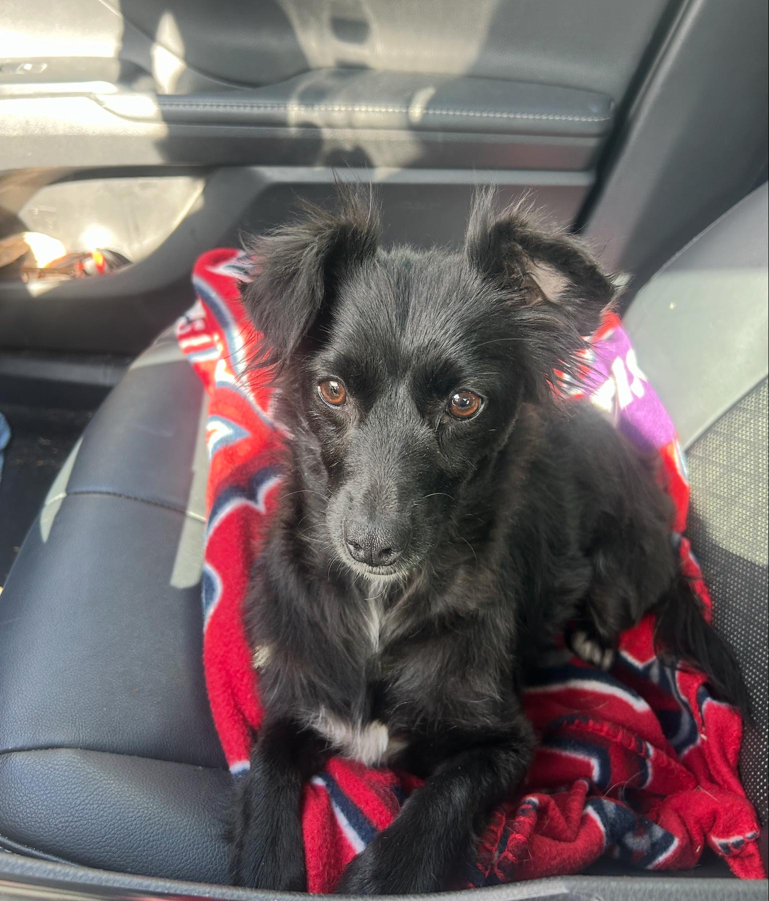 Enlarge Dede, an adopted Mixed Breed in San Diego, CA image 6/6