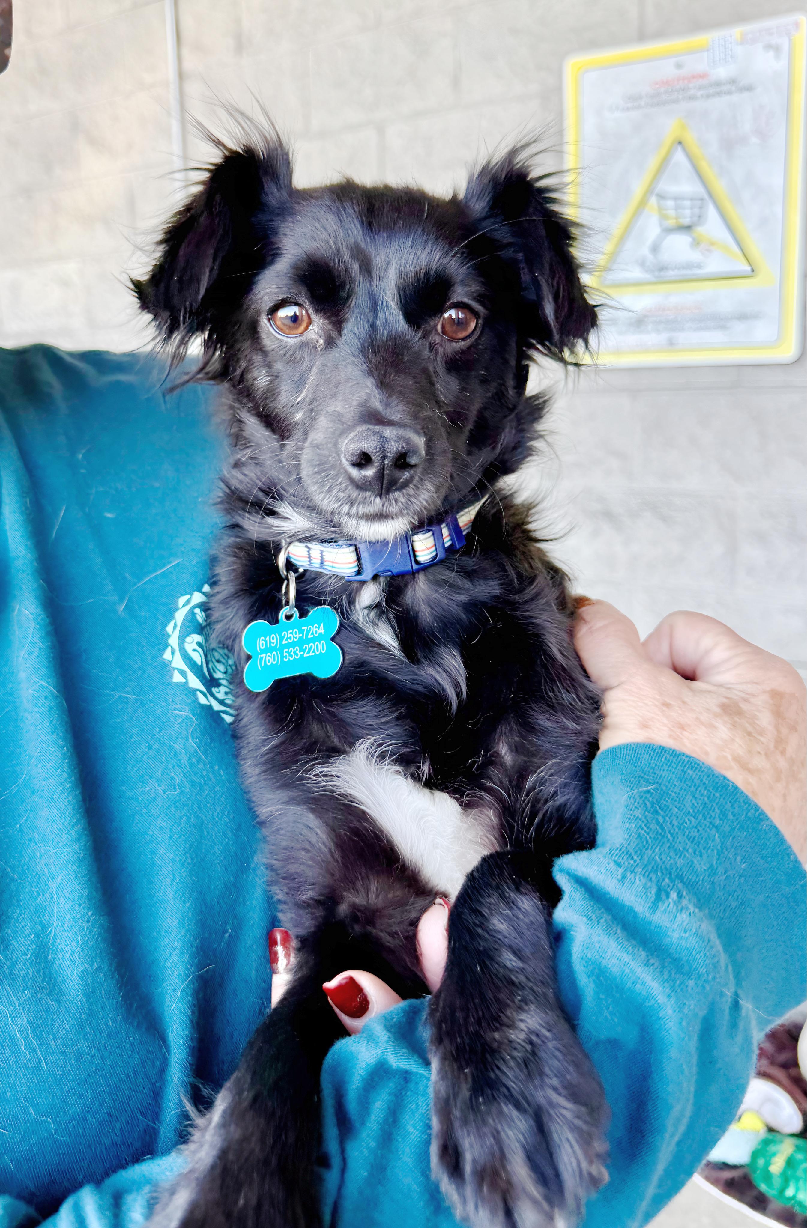 Dede, adopted, Young Female Mixed Breed.