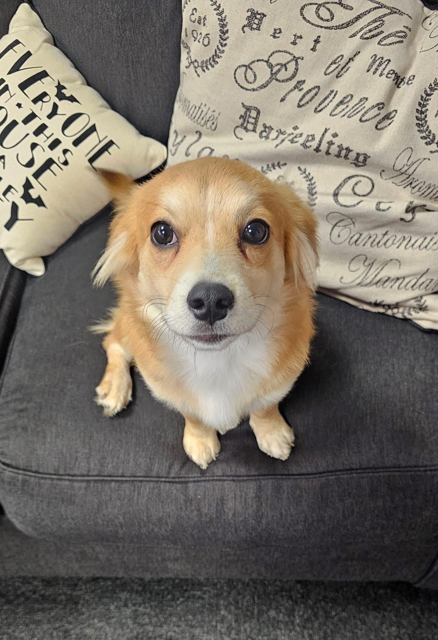 Enlarge Monty, a ADOPTABLE mixed breed in Owensboro, KY image 2/2