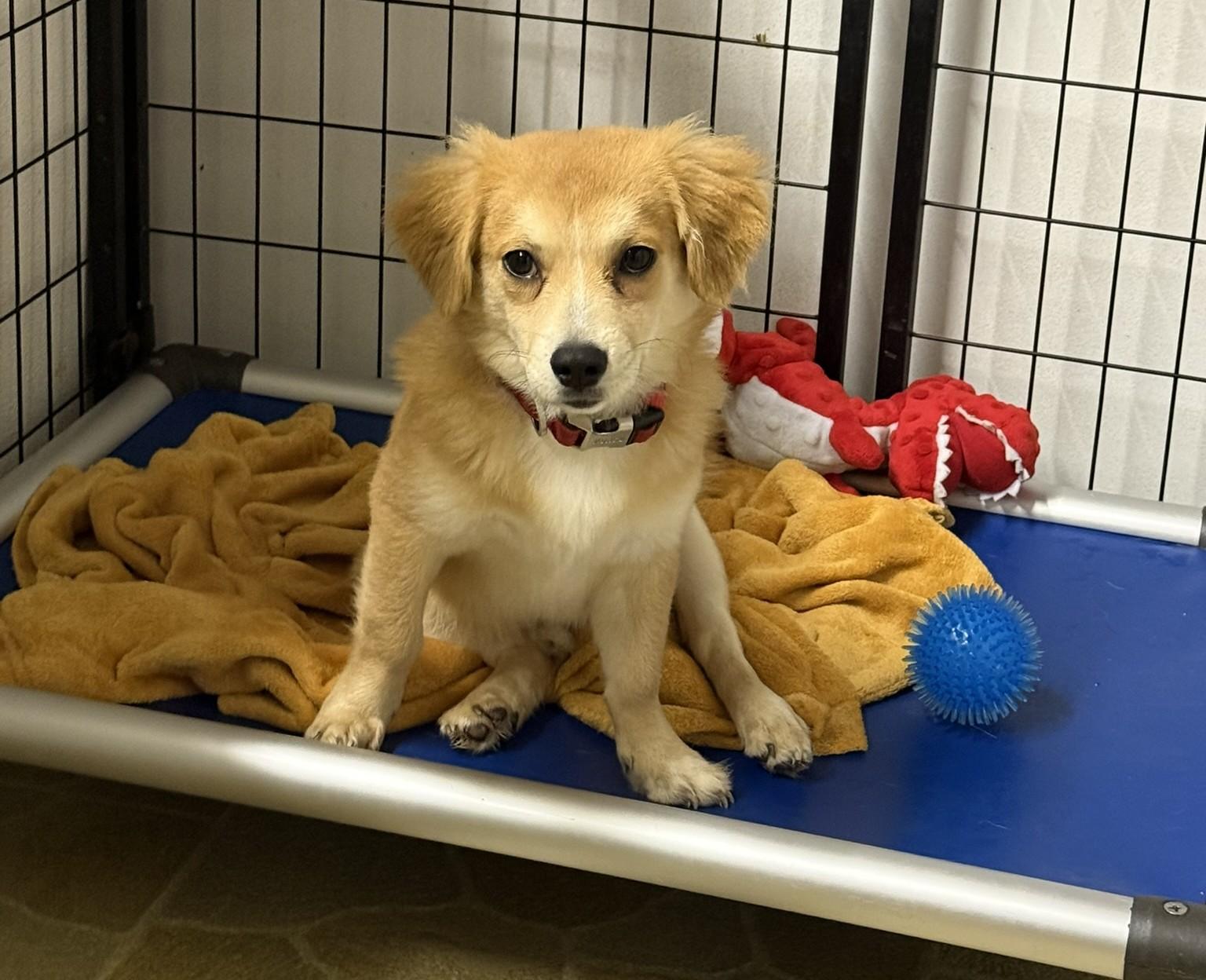 Monty, ADOPTABLE, Puppy Male Terrier.