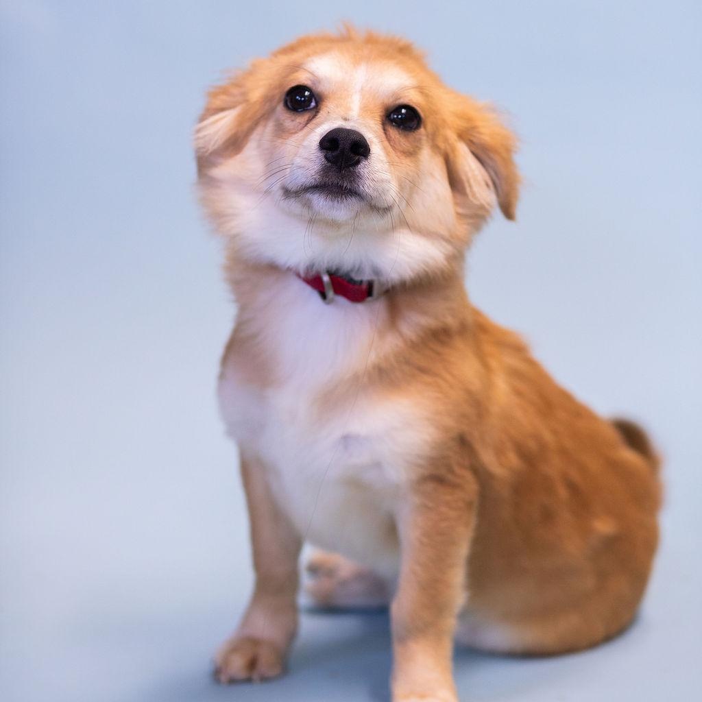 Monty, ADOPTABLE, Puppy Male Terrier.