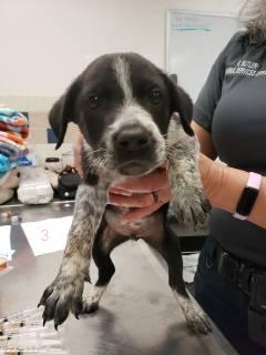 Enlarge Murphy, an adopted mixed breed in Allen, TX image 1/1