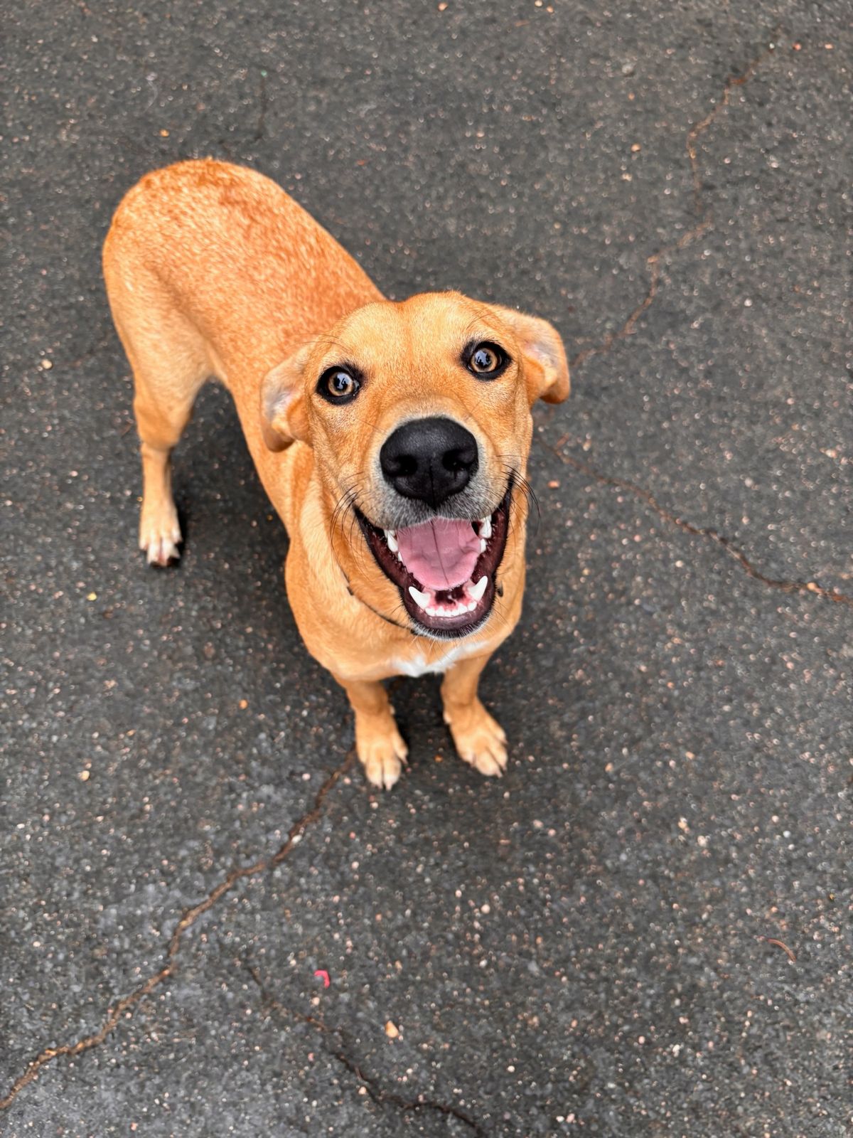 Cici, an adopted Labrador Retriever in Manchester, CT_image-1