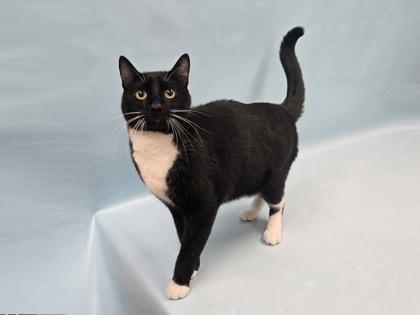 Tux, Adoptable, Adult Male Domestic Short Hair.