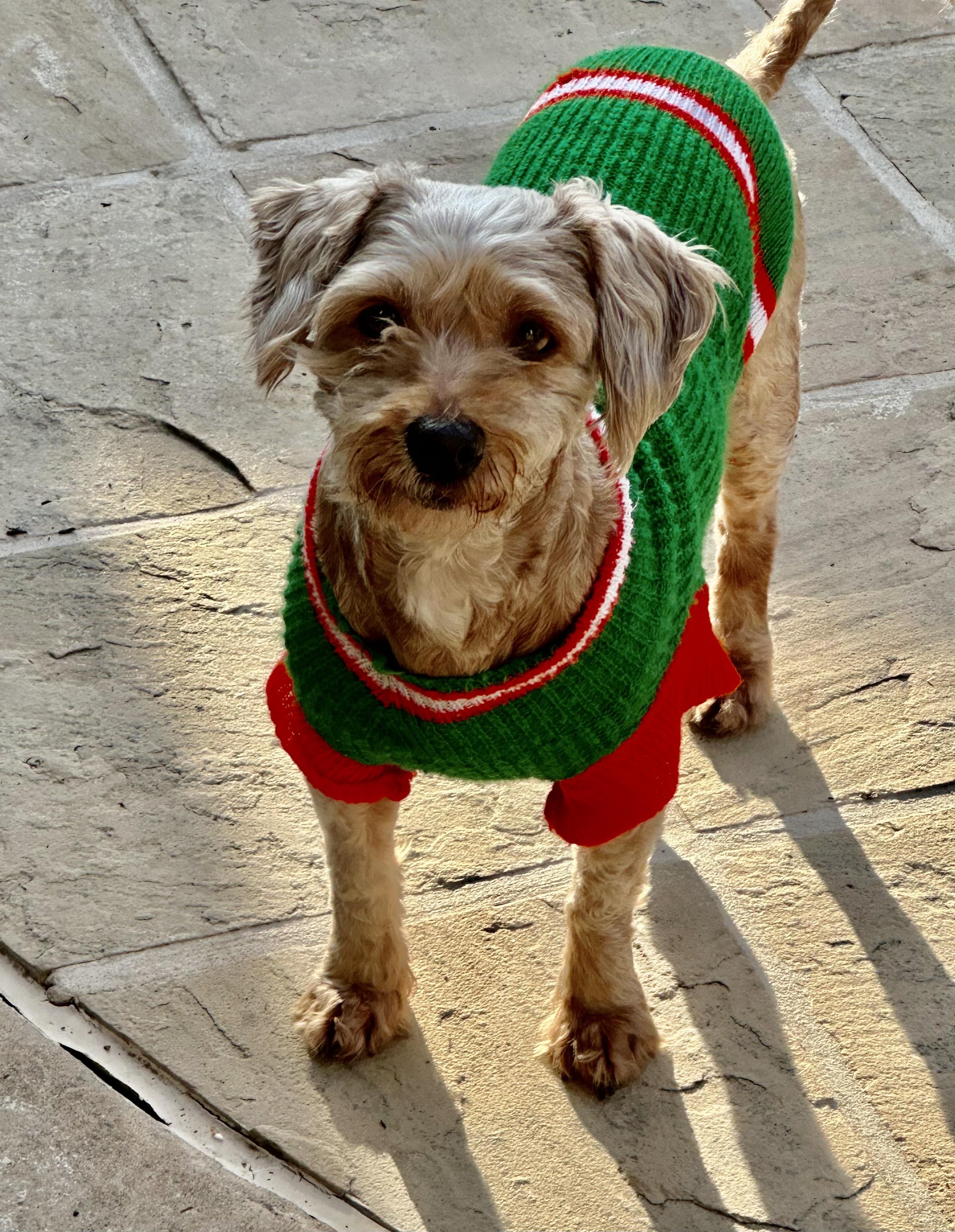 Enlarge Bell, a ADOPTABLE mixed breed in Fremont, CA image 1/3